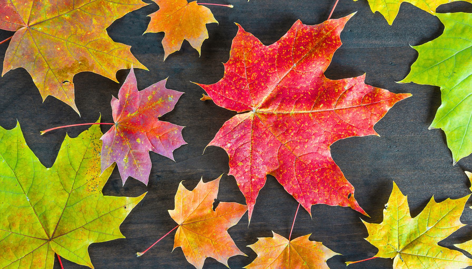 Back to Nature: National Kids Art Competition