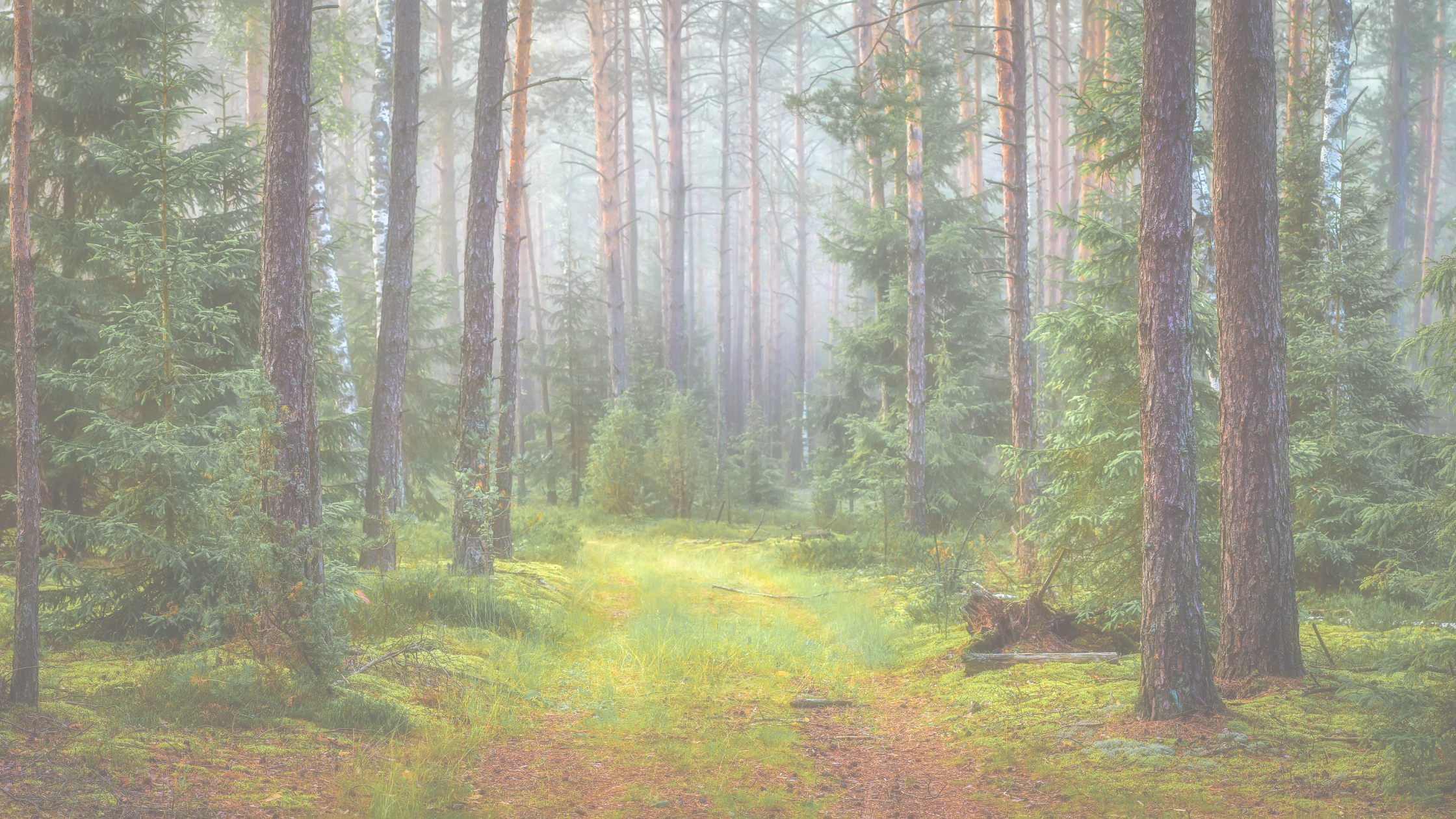 Beauty and Inspiration: National Kids Art Competition